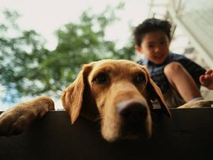犬の幼稚園を渋谷区でお探しの方へ