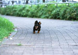 動物病院の看護師を京都で目指すなら