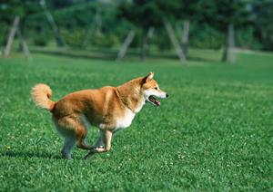 おしゃれなドッグウェアが充実した通販