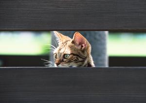 安全で安いペット輸送サービスを徹底比較！安心・便利な選び方ガイド