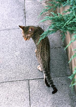 夜8時まで診療している動物病院
