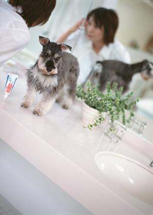千葉県船橋市のトリミングサービス